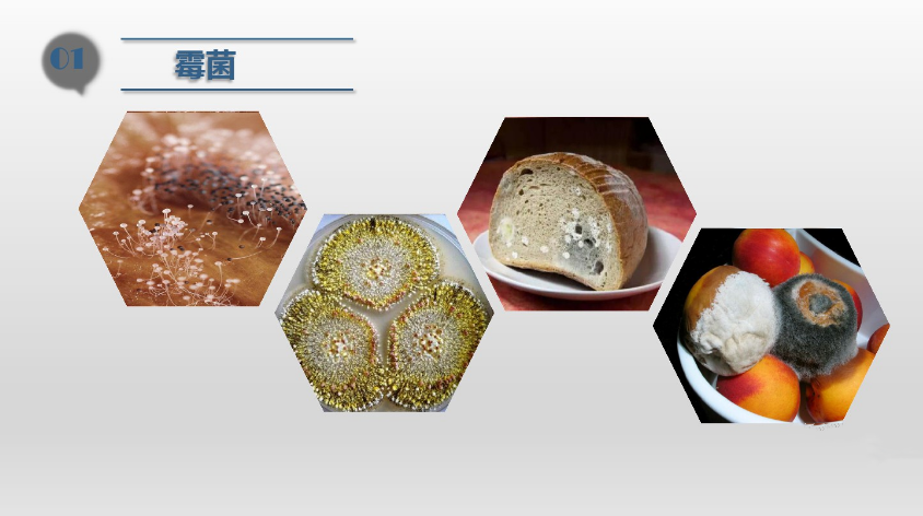 食品潔淨（jìng）車間,環境黴菌來源,黴菌控製措施，滁州無塵淨化車間